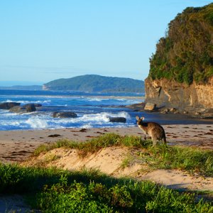 Pretty Beach Kangaroo