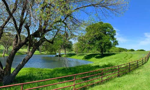 Along the Bluebonnet Trail