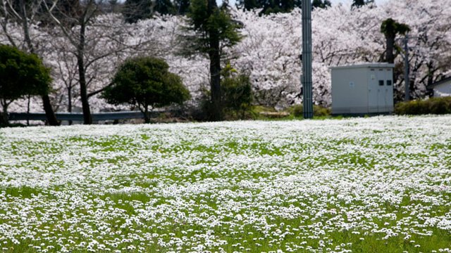 2024年 押水放牧場の桜並木 - 行く前に！見どころをチェック 