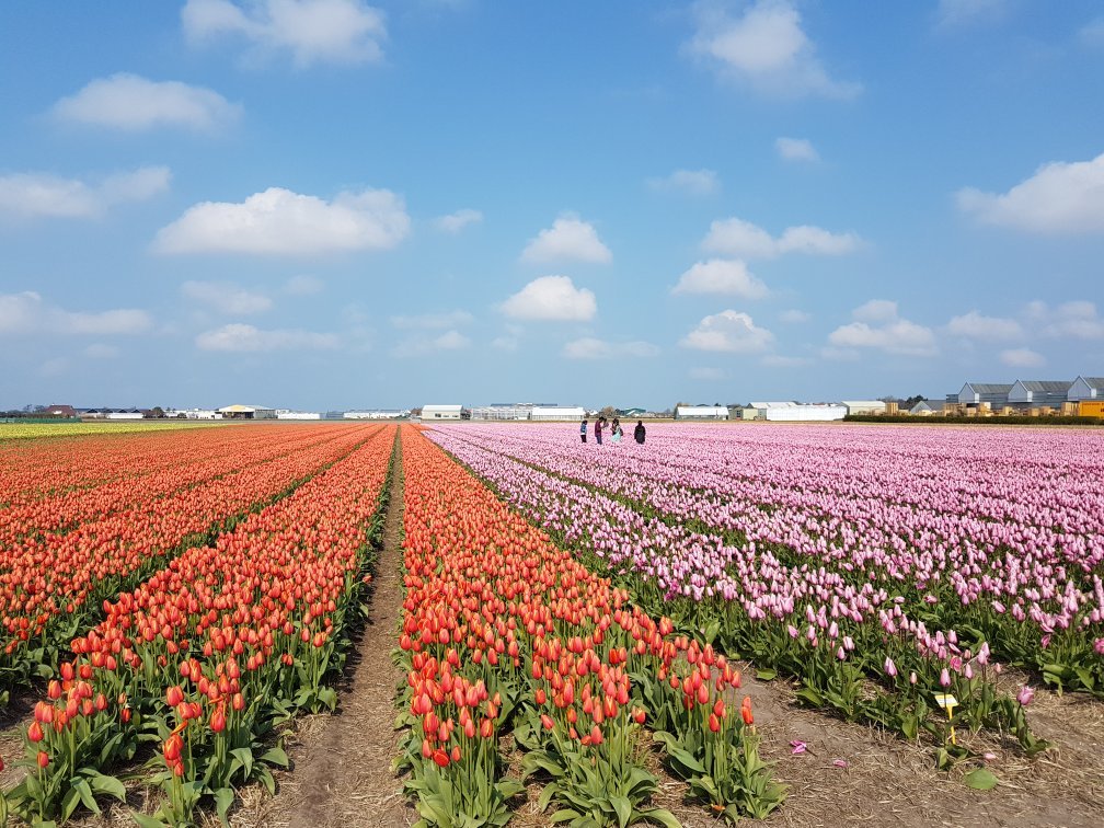 Lisse, The Netherlands 2024: All You Need to Know Before You Go