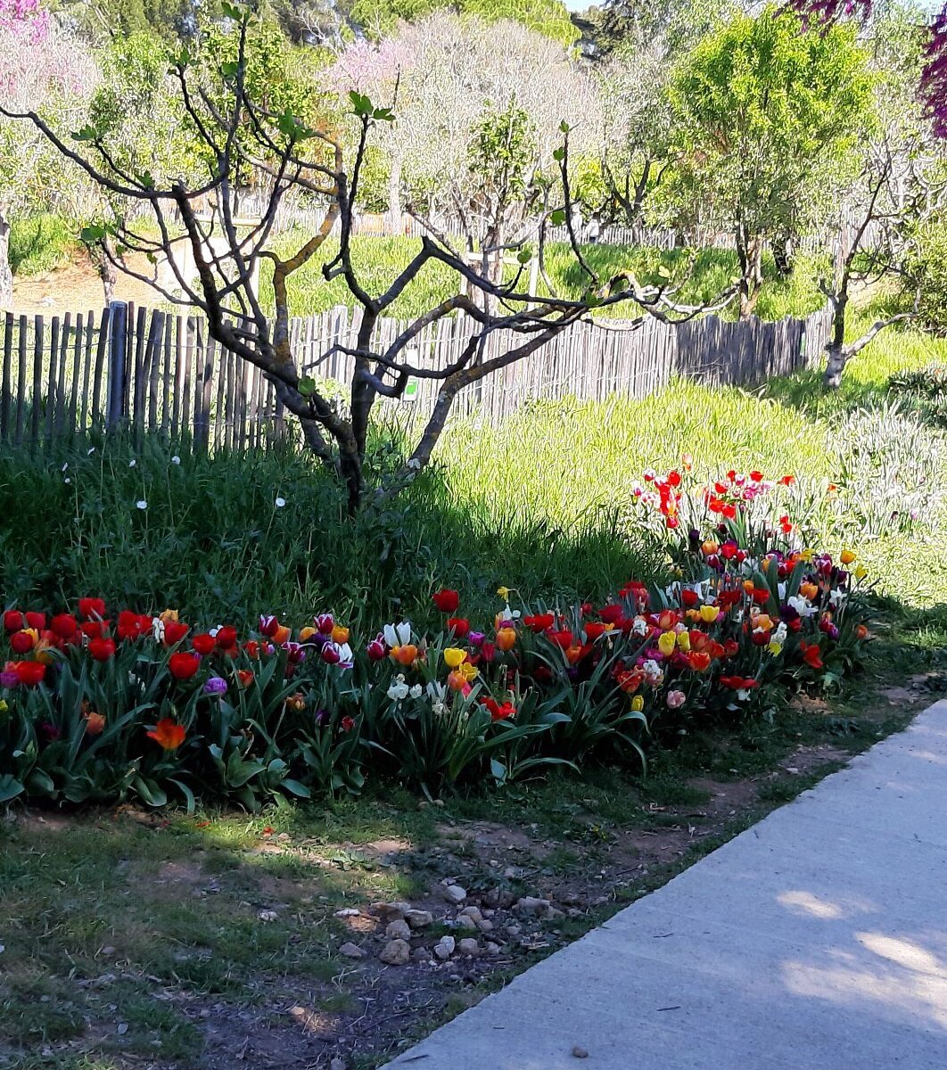 Aménagement d'un jardin asiatique à Montpellier