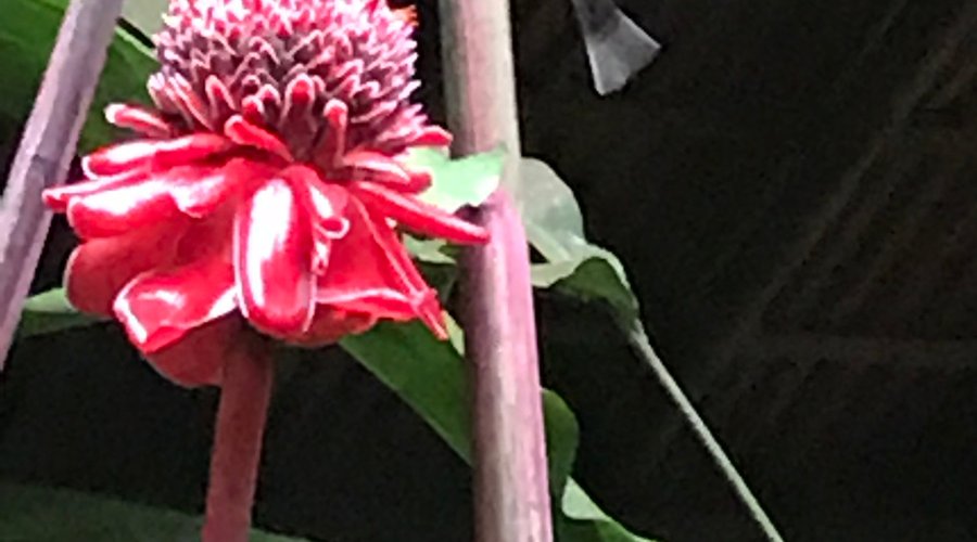 Prachtige grote tuin!