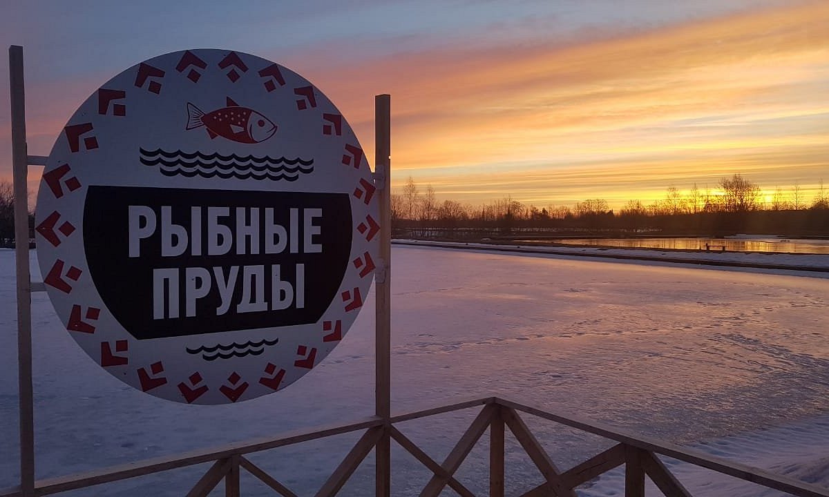 Рыбные пруды, Ropsha: лучшие советы перед посещением - Tripadvisor