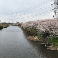 花見川は、印旛沼から東京湾までの放水路のうち、八千代市大和田にある「大和田排水機場」より下流の部分です。この川は昔からのものですが、昭和41年(1966年)に大和田機場ができて以降、印旛沼の水を機場のポンプで揚水して放水できるようにしています。 川沿いは遊歩道となっており隠れた散策場所として人気です。