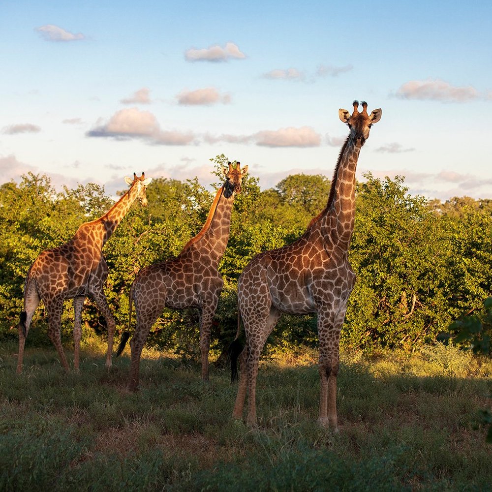 Letaba Rest Camp by null