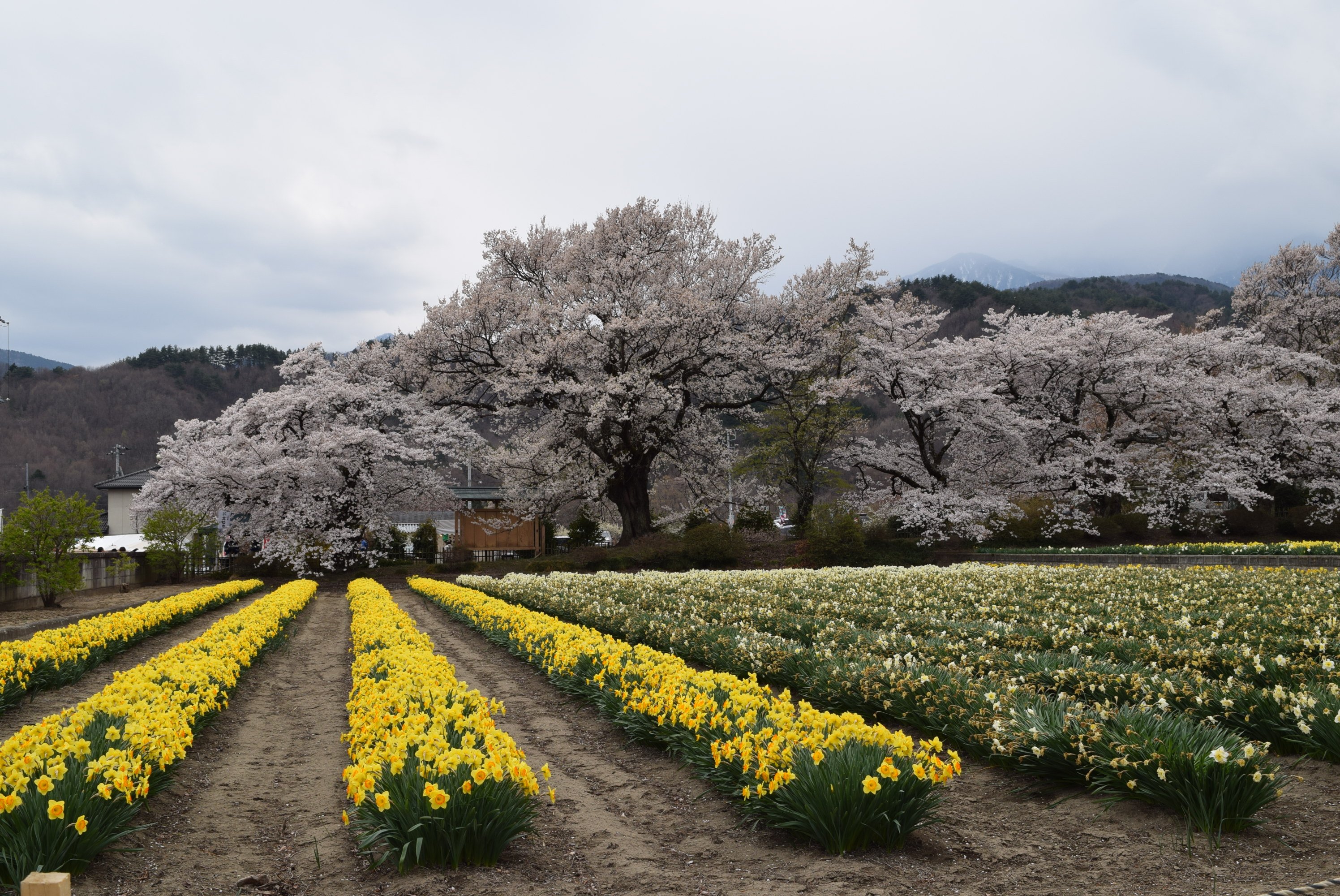 Yamataka Jindai Cherry Blossom - All You Need to Know BEFORE You Go (2024)