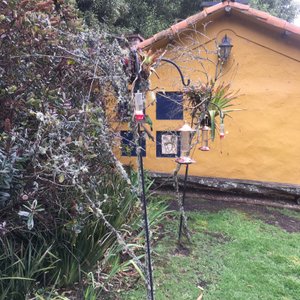Espectacular sitio para ver al menos 12 especies de colibríes