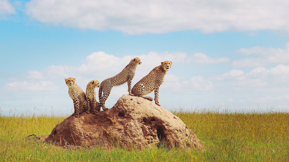 safari jambo kenya