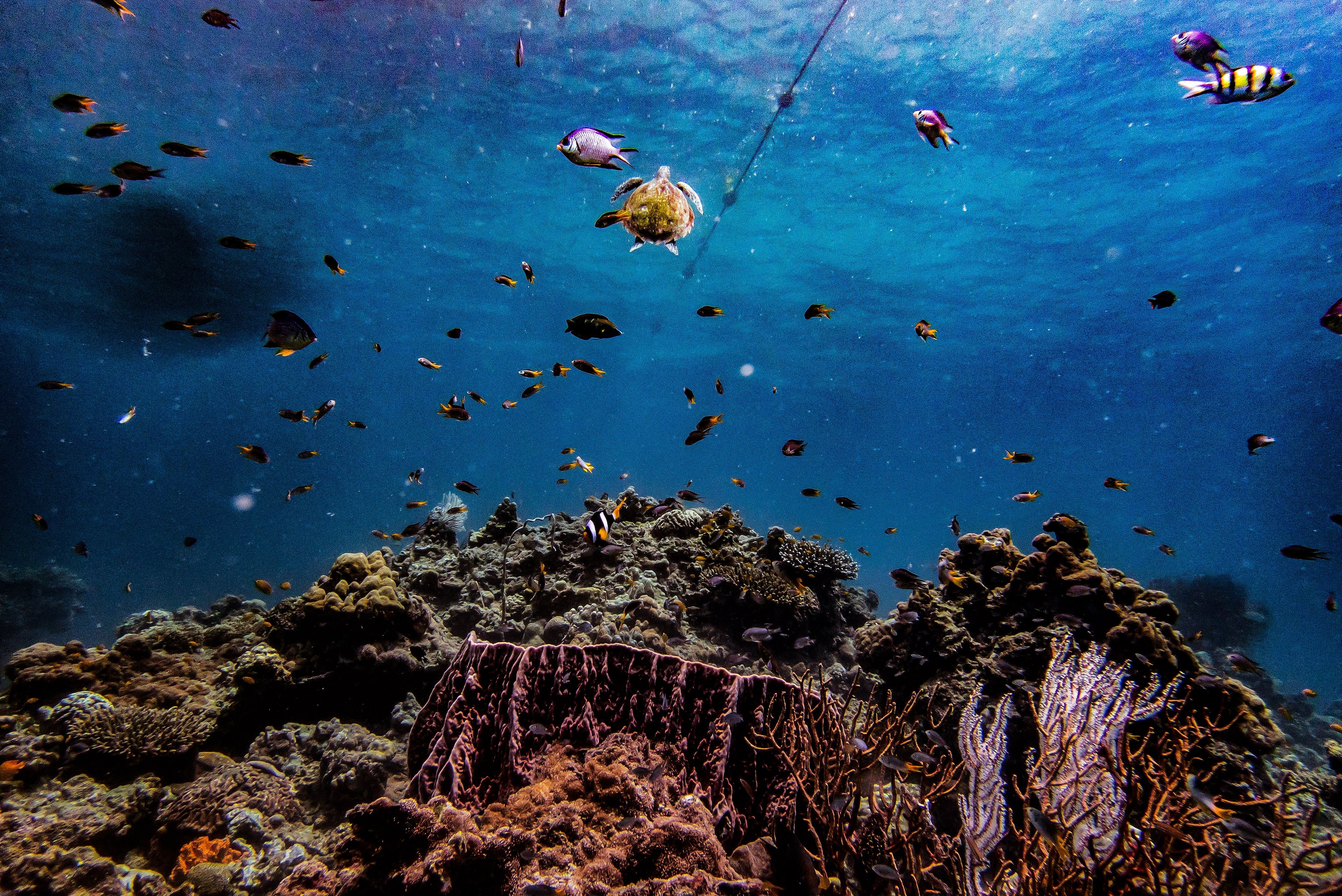 Sea Gypsy Divers All You Need to Know BEFORE You Go 2024