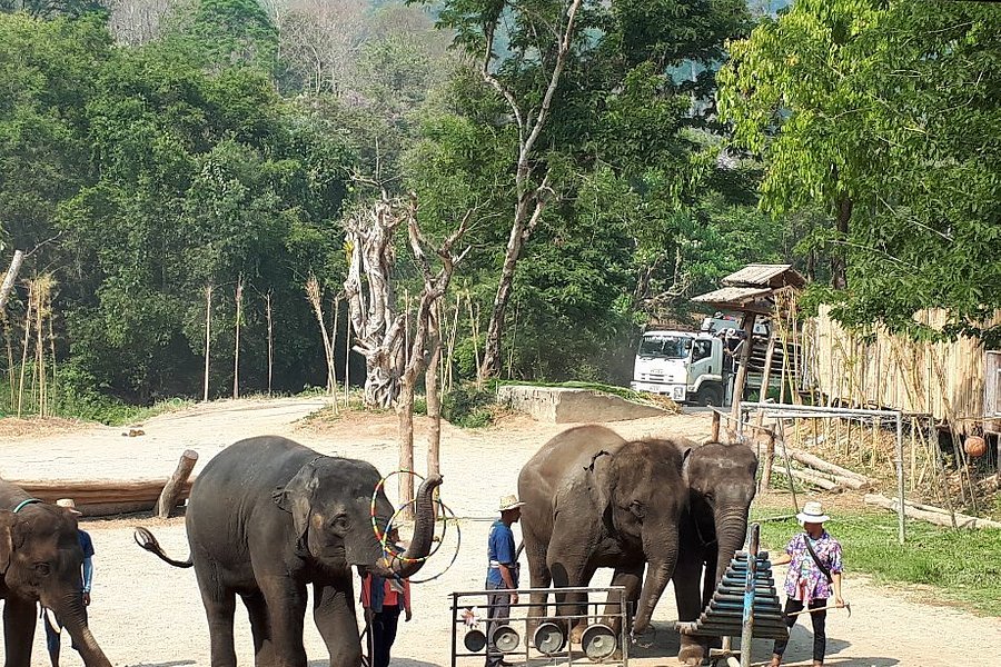 Maetaman Elephant Camp image