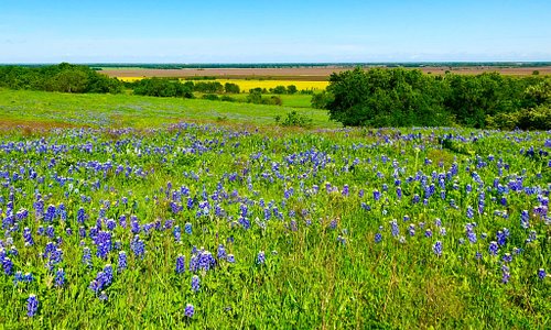 Fields of bluebonnets with mustard fields in background 