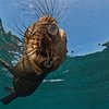 Animal Ocean Seal Snorkeling