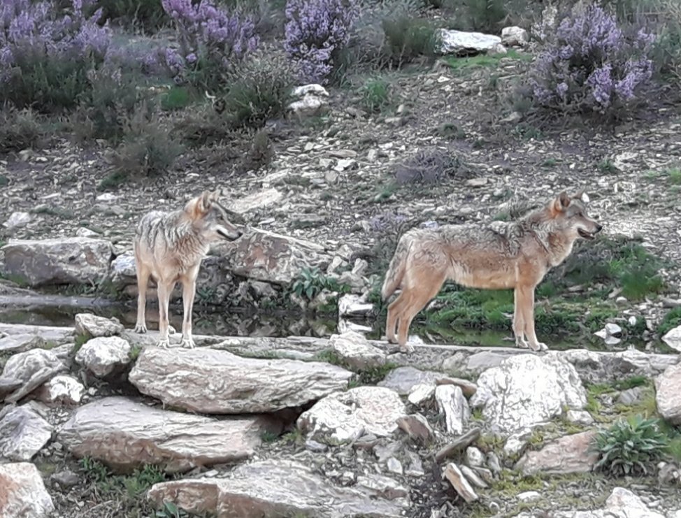 Introducir 97+ imagen lobos puebla de sanabria