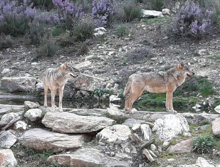 Imagen 1 de Centro del Lobo Iberico