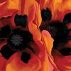 oriental poppies
