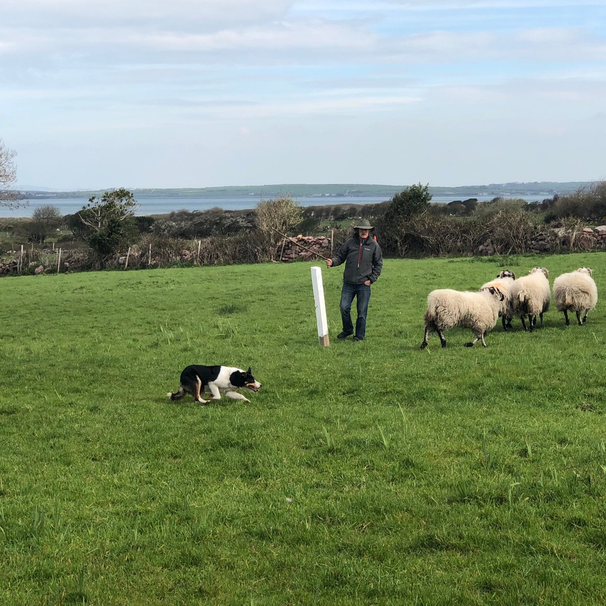 West Kerry Sheep Dog Demonstrations, Графство Керри: лучшие советы перед  посещением - Tripadvisor