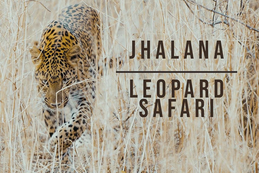 jhalana leopard safari contact number