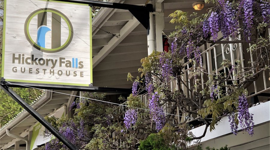 Wisteria growing on railing