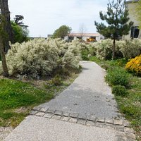 les genêts en fleurs