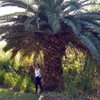 irminasom