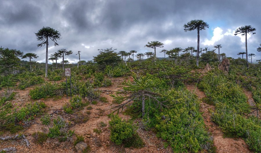 Los sentidos abiertos, la observación hacia el todo, la curiosidad y fascinación en su máxima expresión.  Mirador Araucarias Enanas ubicado en la Reserva Natural San Alfonso entrando por Caramávida hacia la Nahuelbuta.