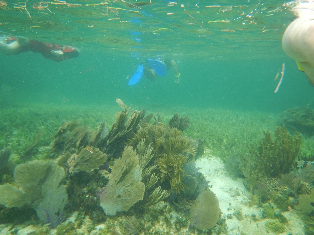 The snorkel shop playa del carmen playa canek beachfront tulum