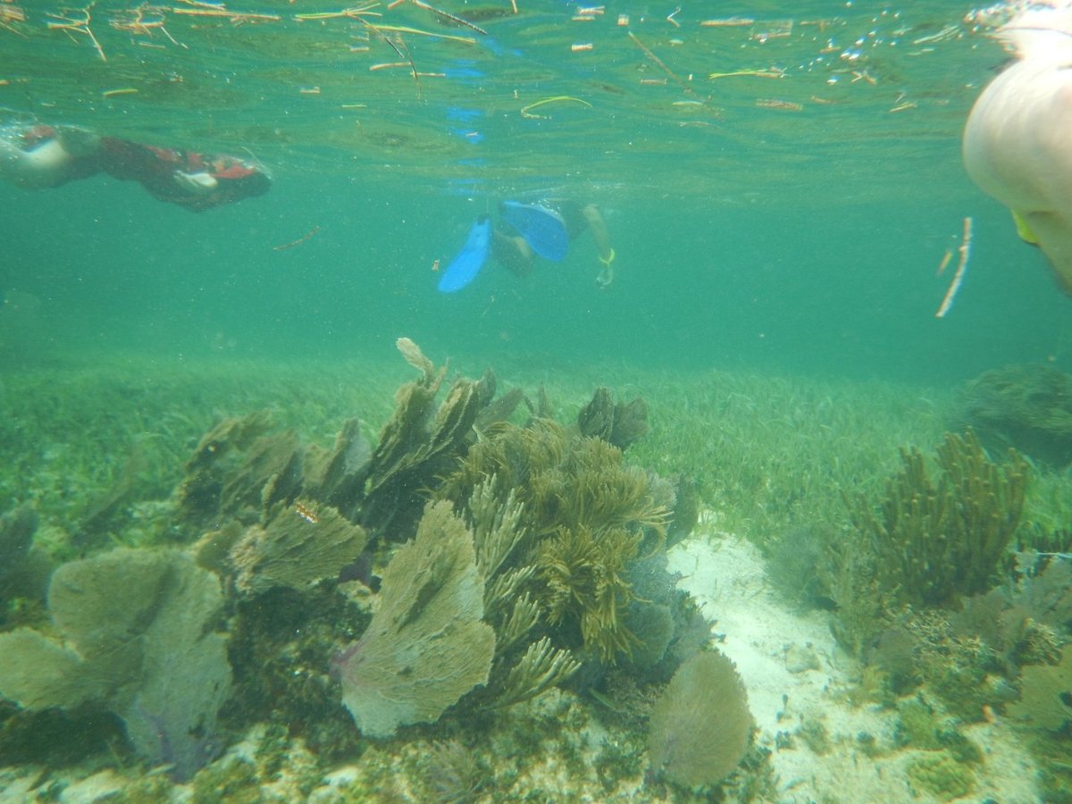 the snorkel shop playa del carmen