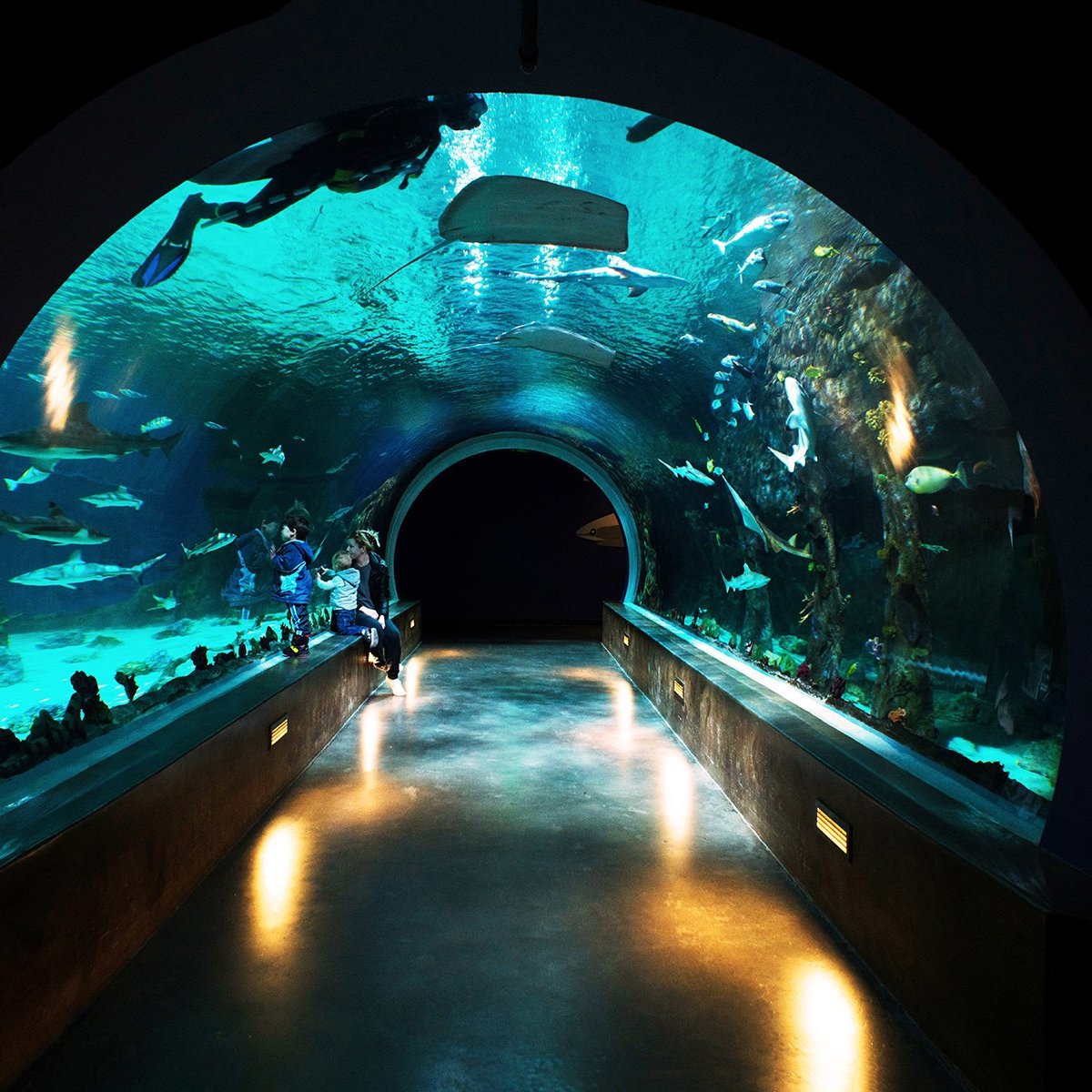 Loveland Living Planet Aquarium (Draper) - Shark Tunnel