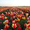 Dutch Flower Tours