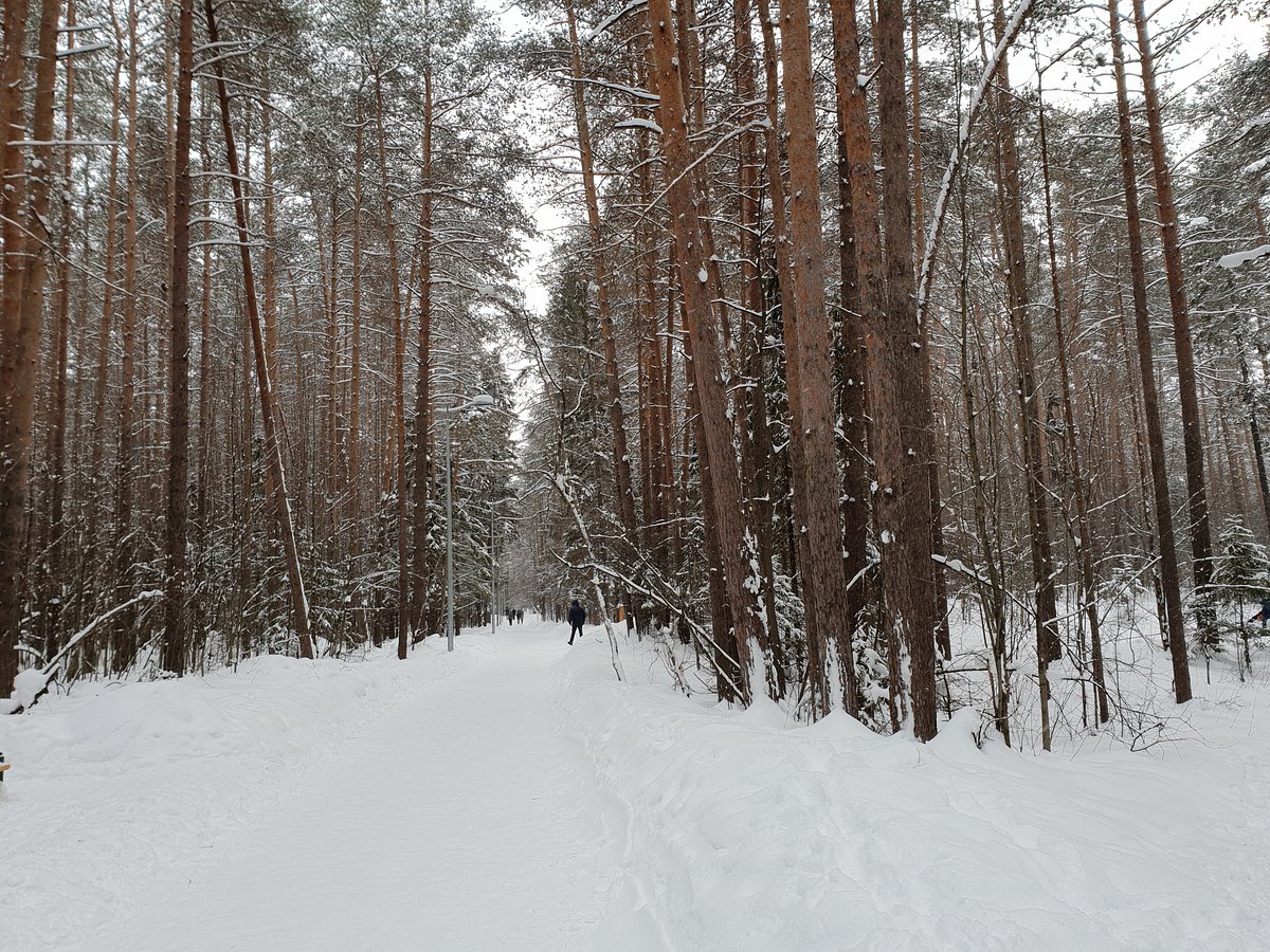 Черняевский лес, Пермь: лучшие советы перед посещением - Tripadvisor