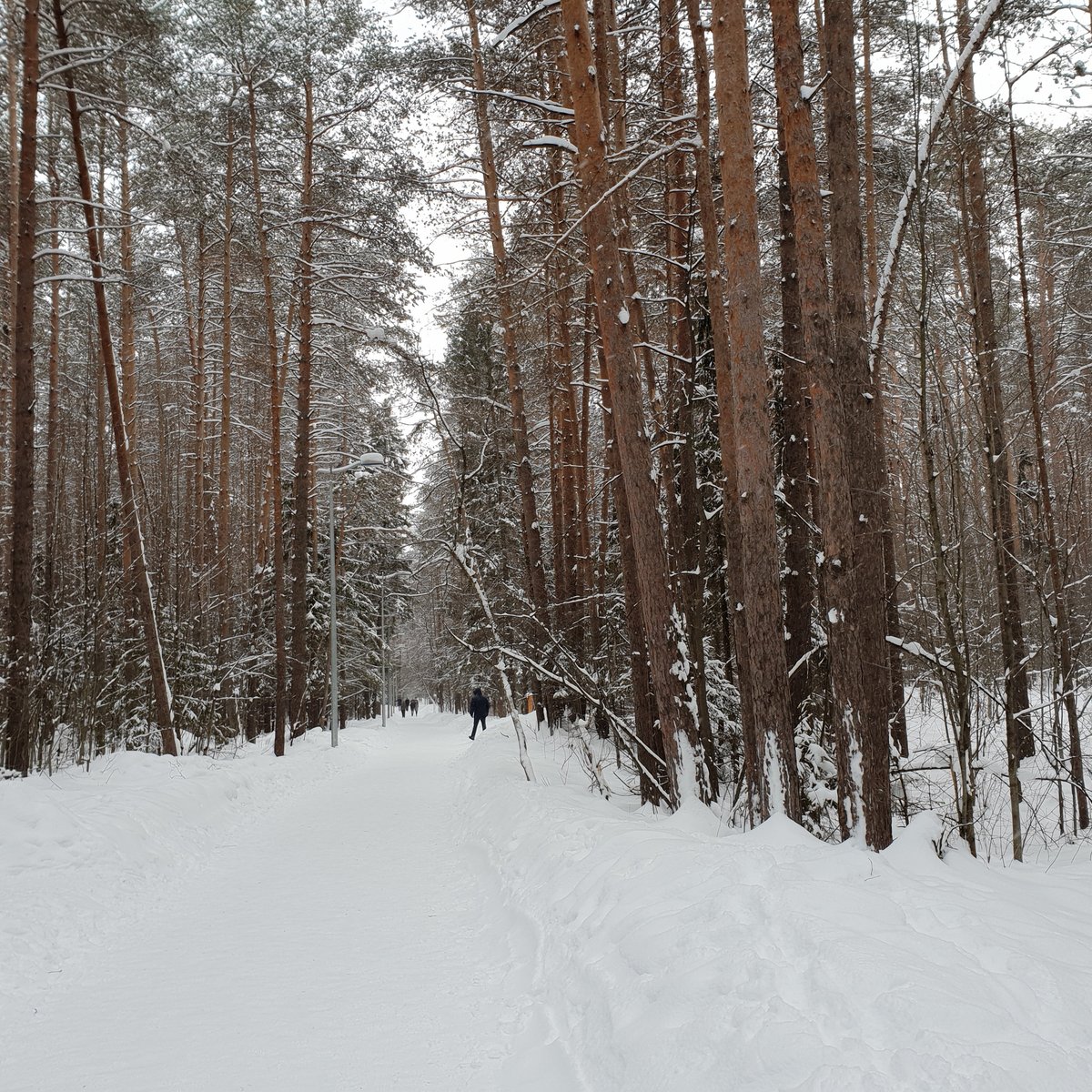 Черняевский лес, Пермь: лучшие советы перед посещением - Tripadvisor