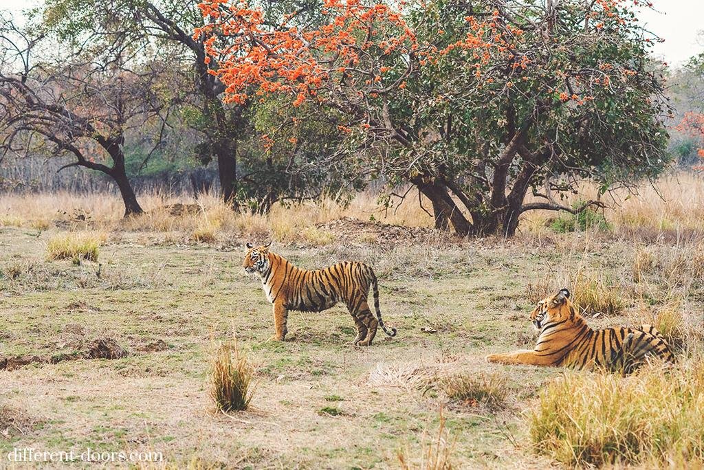 Tadoba-Andhari Tiger Reserve and its location in India. | Download  Scientific Diagram