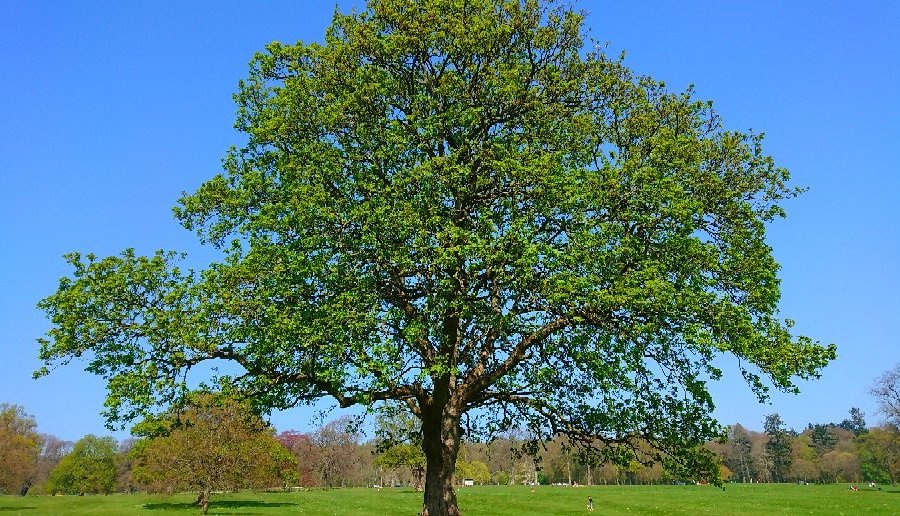 Camperdown Country Park image