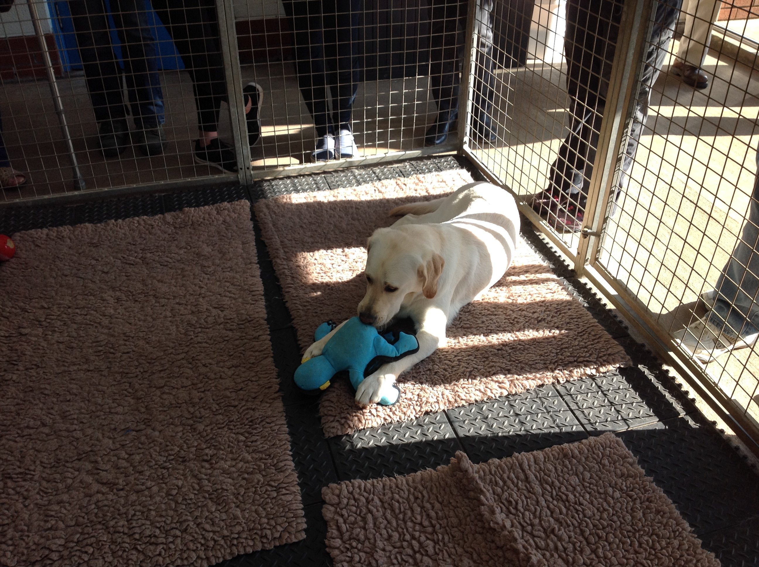 Harvington dog deals kennels