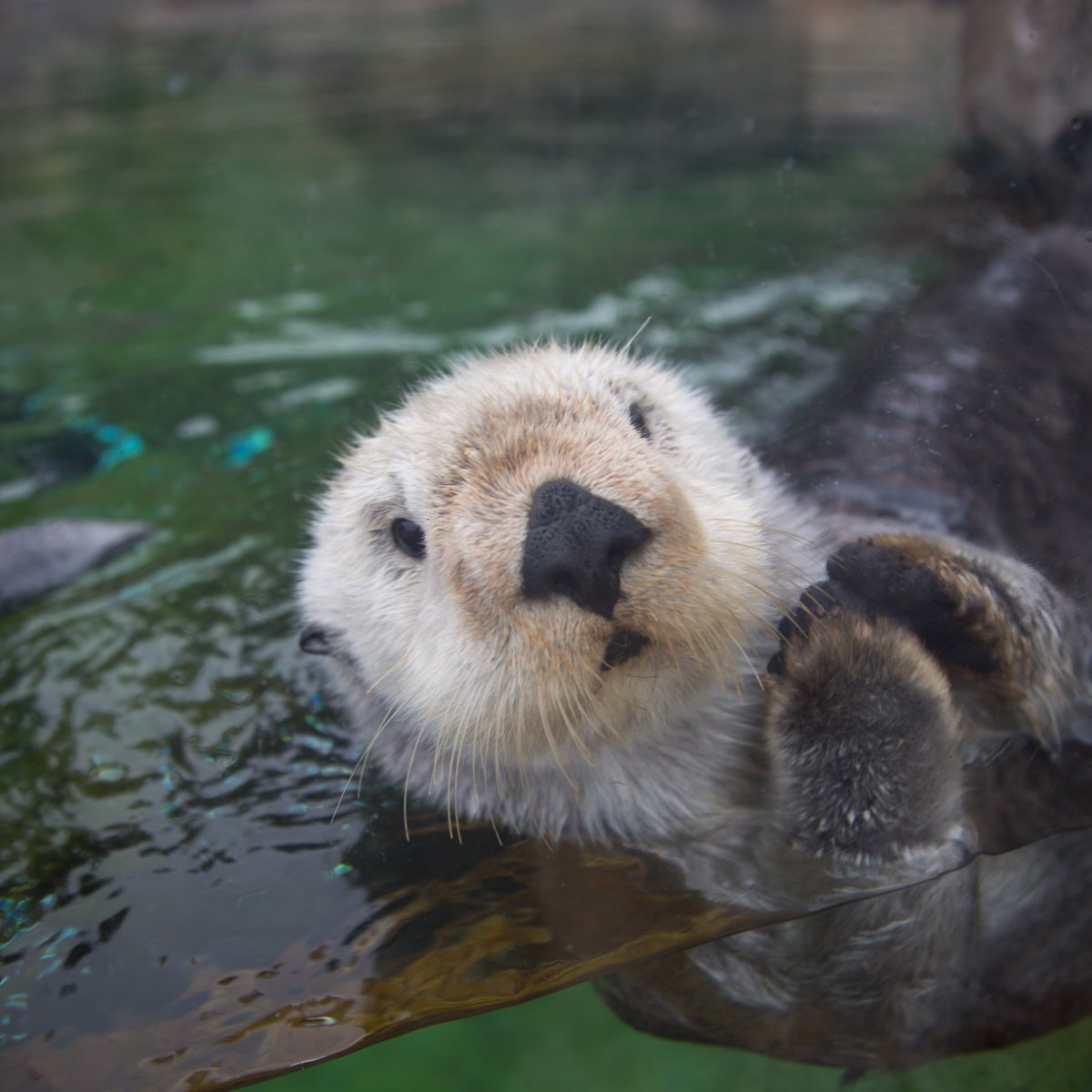 Oregon Coast Aquarium (Newport) All You Need to Know BEFORE You Go