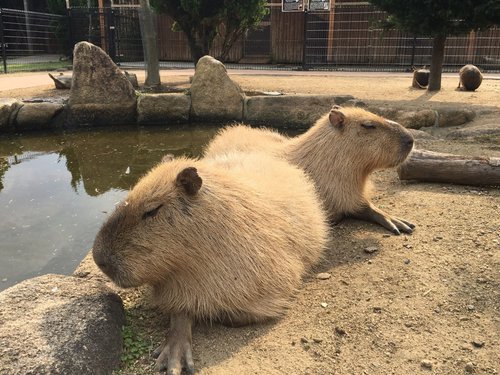 近畿地方の動物園 水族館 ベスト10 トリップアドバイザー