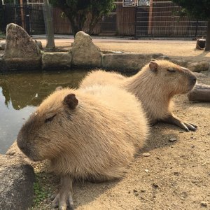 近畿地方の動物園 水族館 ベスト10 トリップアドバイザー