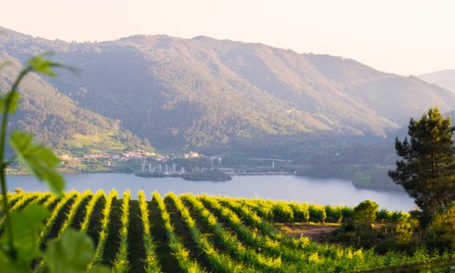 Viñedo