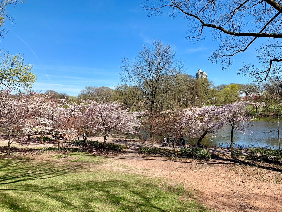 Branch Brook Park Cherry Blossoms 2024 Fayre Ruthie