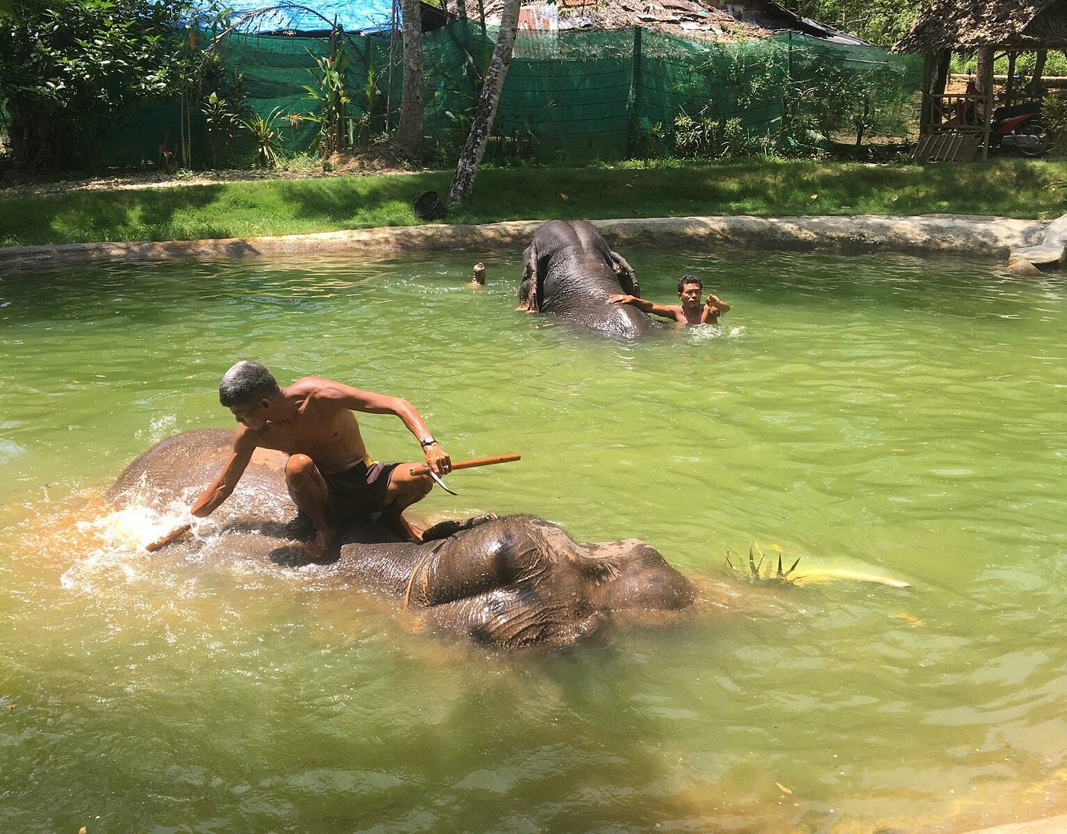 Sai Rung Elephant Camp Phang Nga All You Need To Know Before You Go