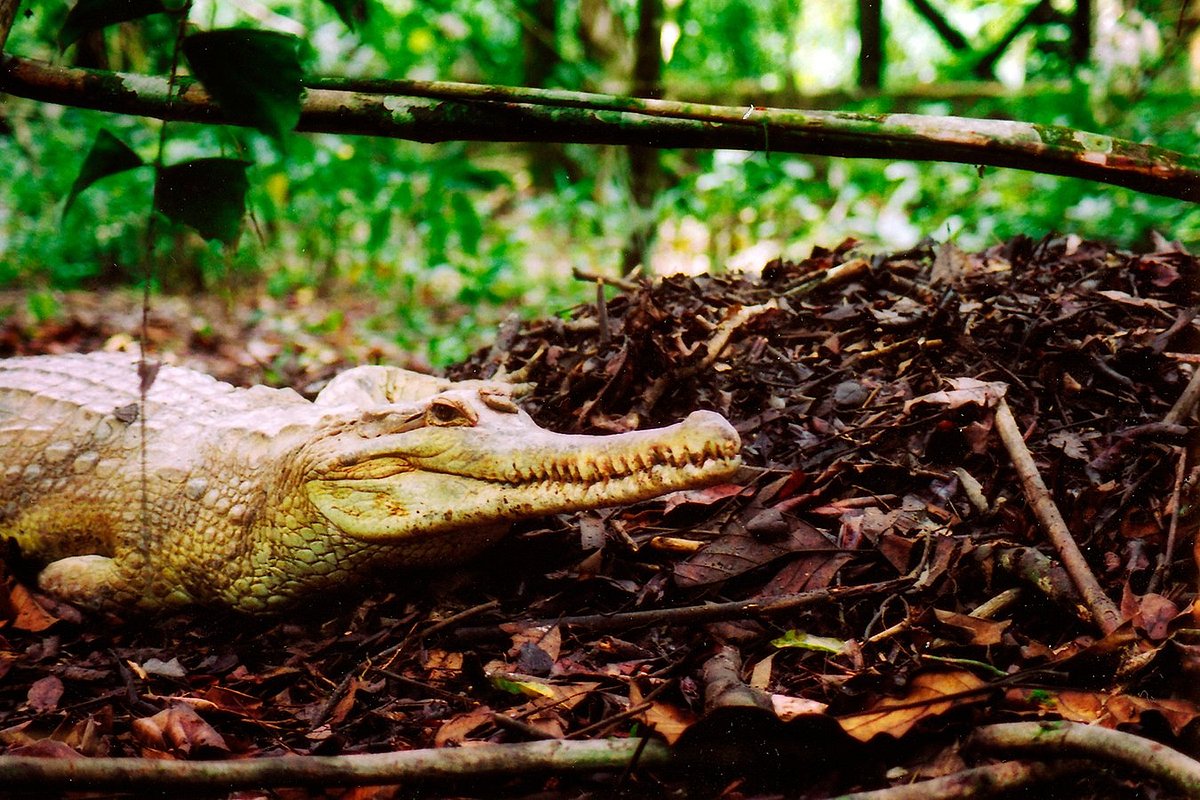 erindringer variabel torsdag Jong's Crocodile Farm & Zoo (Kuching, Malaysia) - anmeldelser - Tripadvisor