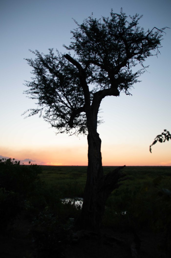 Camp Linyanti - Prices & Lodge Reviews (botswana Linyanti Reserve)