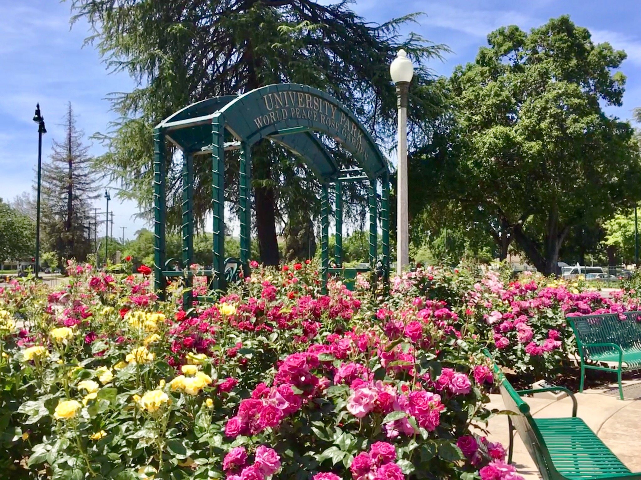 University Park World Peace Rose Garden (Stockton) - 2022 Alles Wat U ...