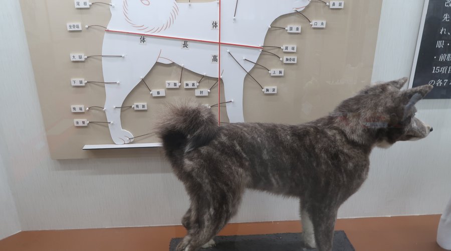Akita Inu parts