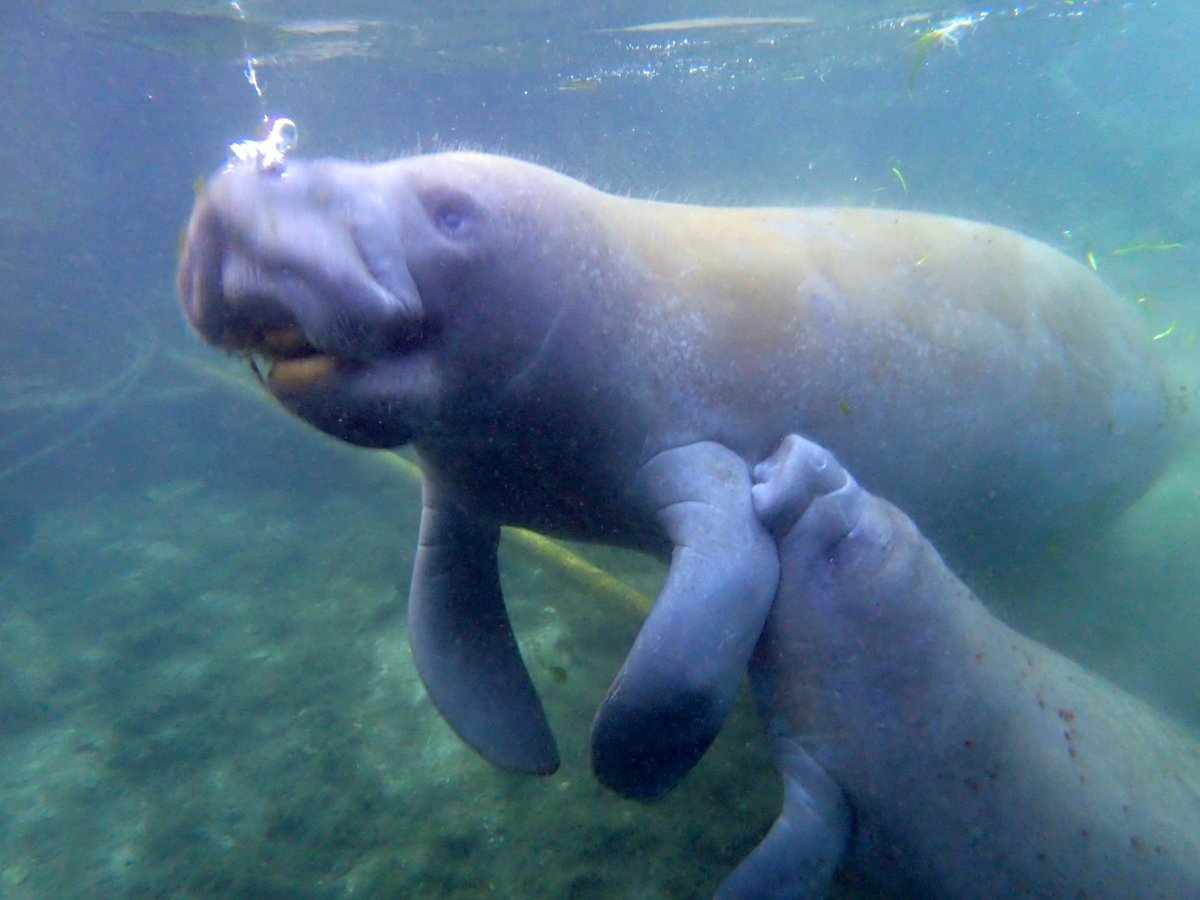 Manatee Fun ﻿﻿Tours - All You Need to Know BEFORE You Go (2025)