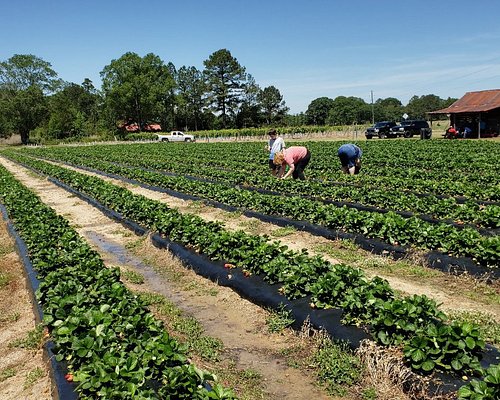 THE 10 BEST Georgia Farmers Markets (Updated 2024) - Tripadvisor