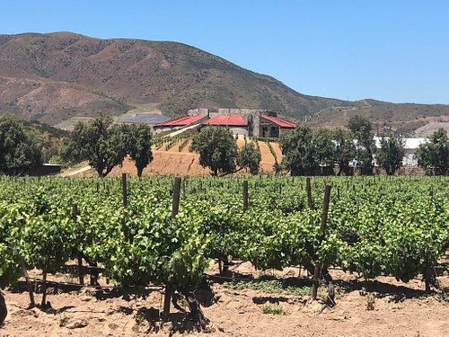 AlXimia - Baja Wine Country Guide