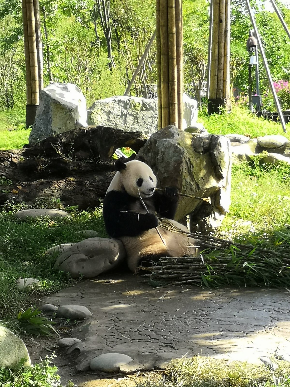 Hold Panda, Пекин: лучшие советы перед посещением - Tripadvisor