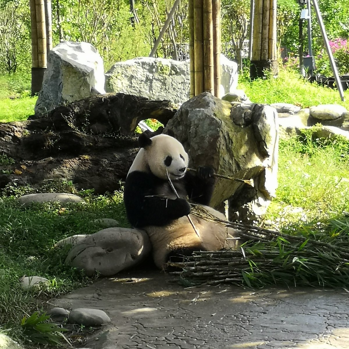 Hold Panda, Пекин: лучшие советы перед посещением - Tripadvisor