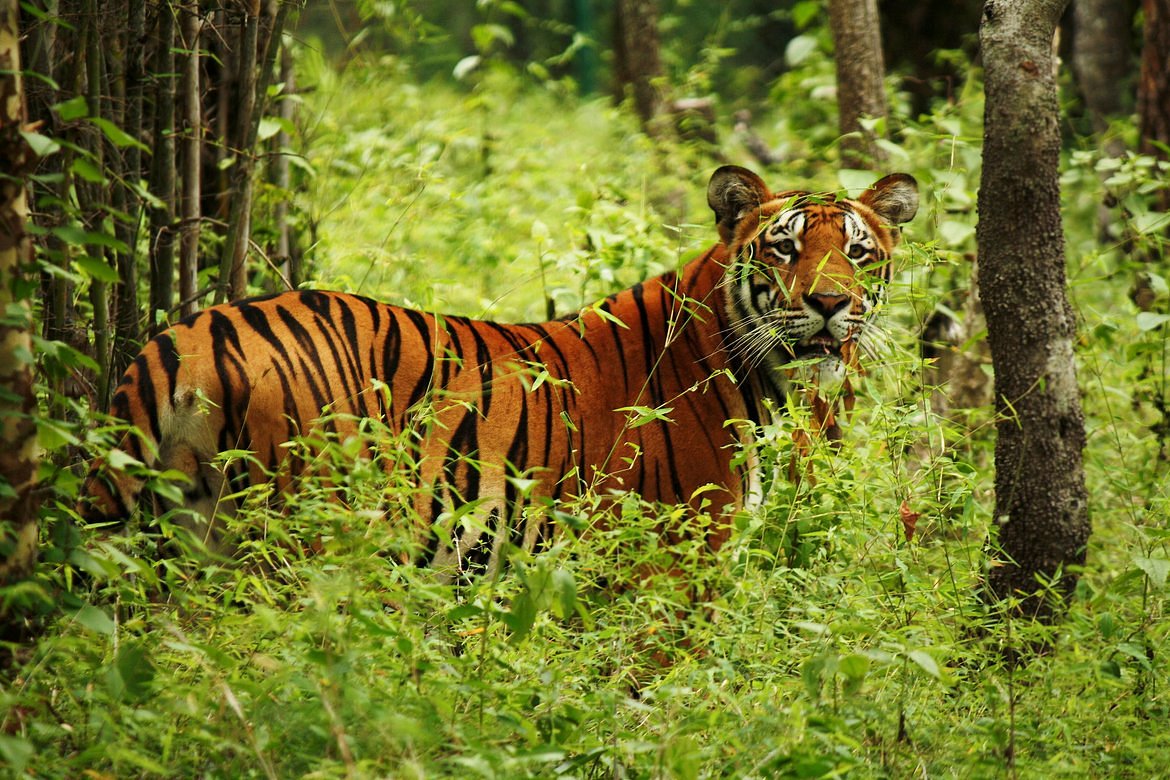 chitwan safari nepal